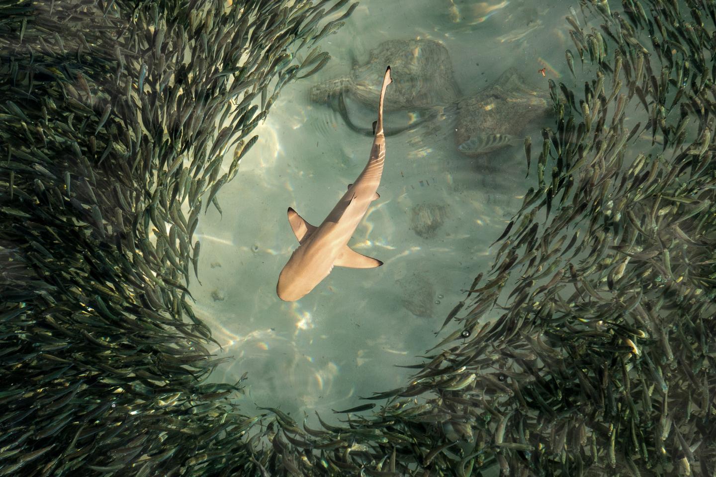 Blacktip Reef Shark