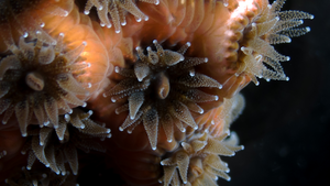 Astrangia poculata coral and miroalgae, closeup