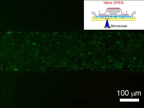 Earthworm muscle drives on-chip valve