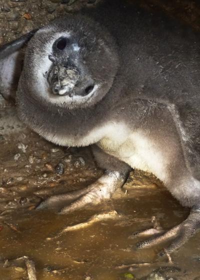 Chick with Wet Feet in Burrow
