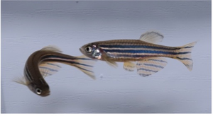 Zebrafish