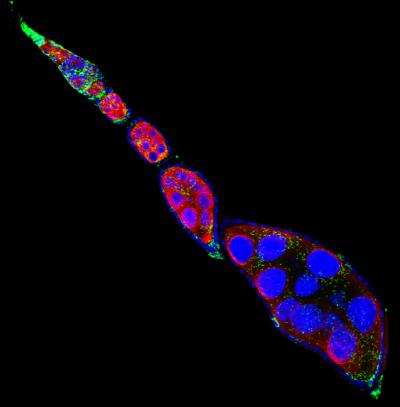 How <i>Wolbachia</i> Helps Female Insects Reproduce (3 of 9)