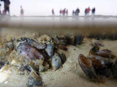 How Mussels Got Their Moves (3 of 3)