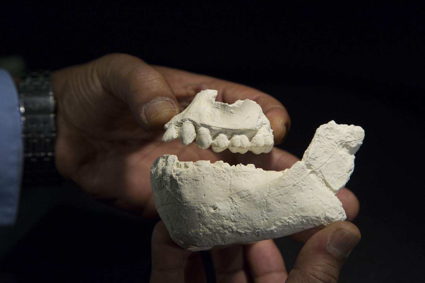 Australopithecus deyiremeda jaws