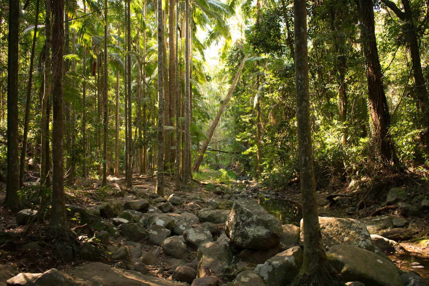 Shallow River Bed in Queensland, Australia