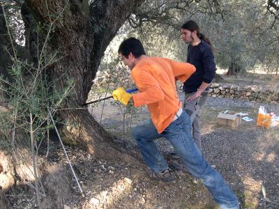 Researchers Taking Samples of the Trunk of an Olive Tree