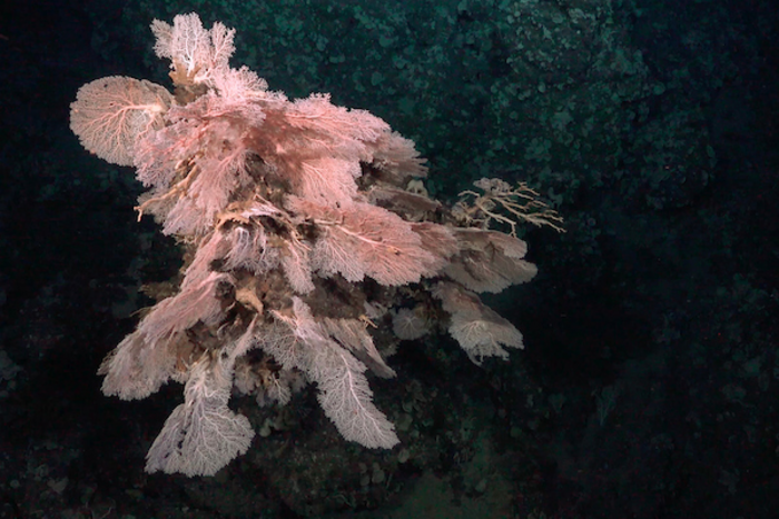 A colony of Precious Coral documented off the coast of Puerto Rico