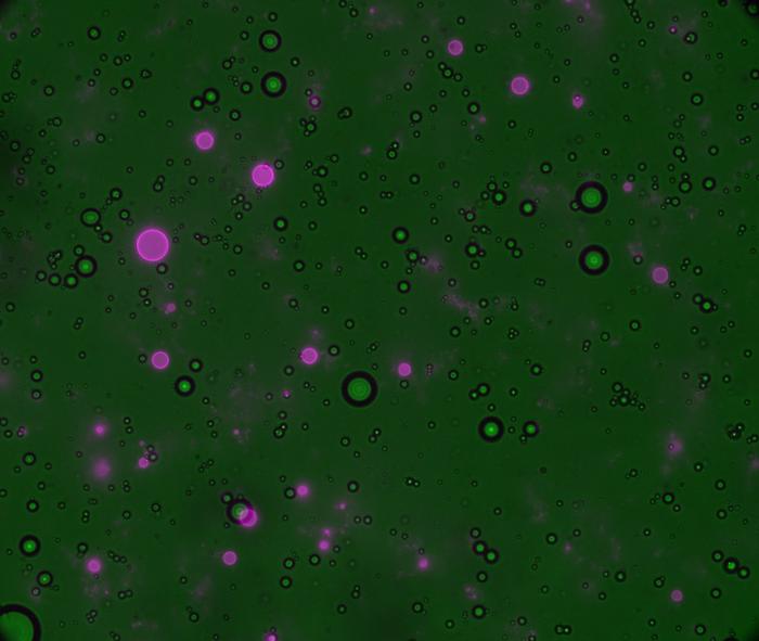 Formation of polyester protocells under early Earth-like conditions