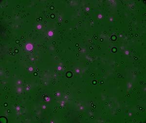 Formation of polyester protocells under early Earth-like conditions