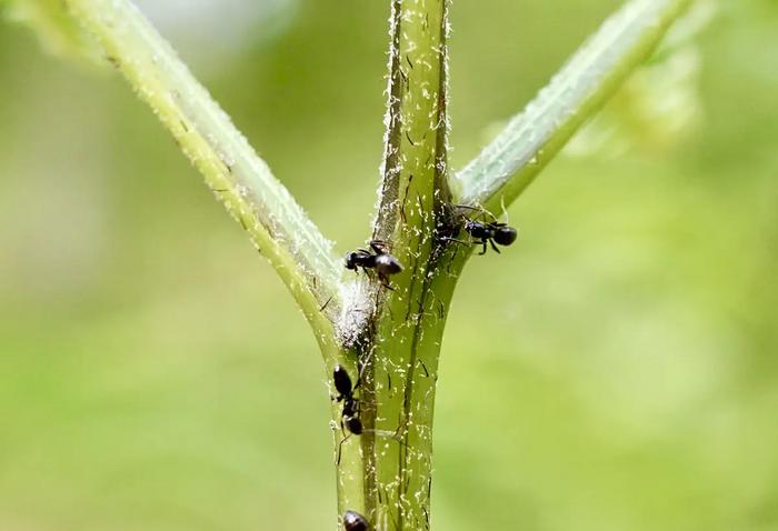ant on plant