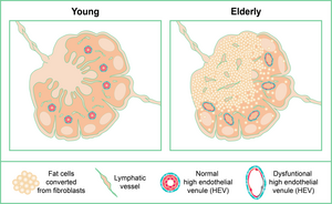 How fat takes over the lymph nodes as we age | EurekAlert!