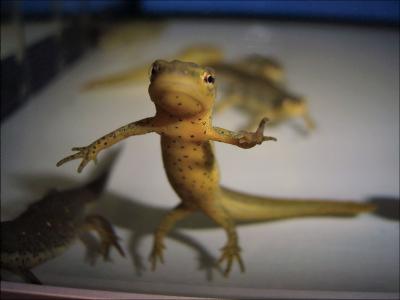 Newt Transcriptome Offers Insight into Tissue Regeneration