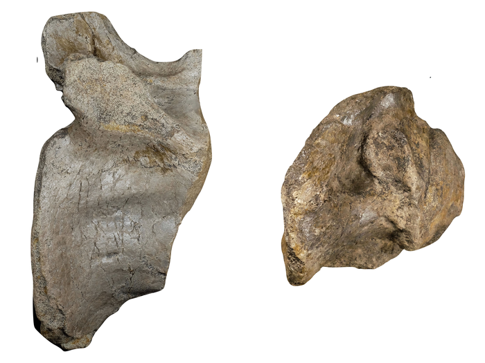 Close up of the anterior tail (left) and dorsal vertebrae (right)