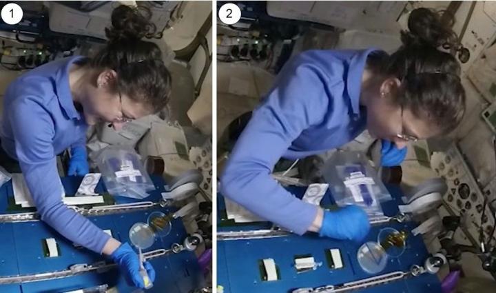 Astronauts demonstrate CRISPR/Cas9 genome editing in space