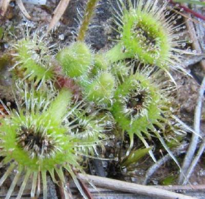 Snap Tentacles in Sundew