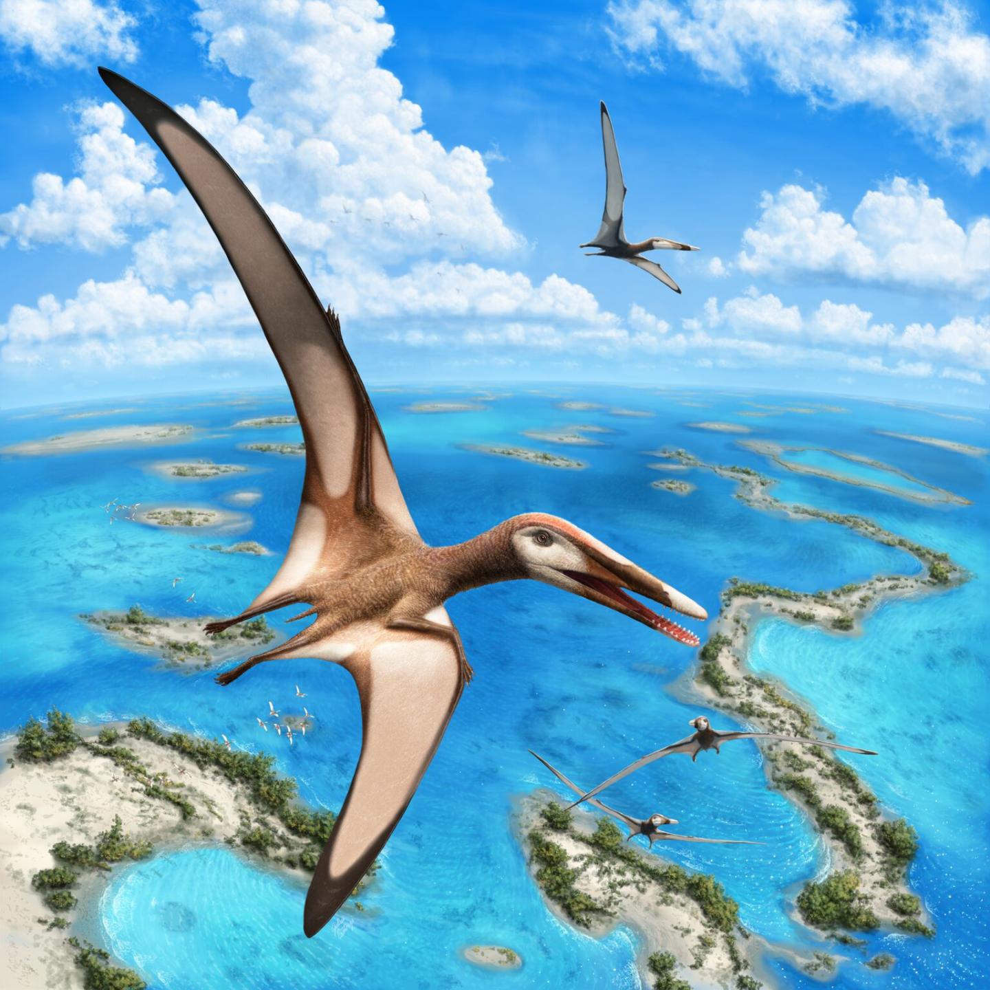 Paleontologists identify new group of pterosa | EurekAlert!