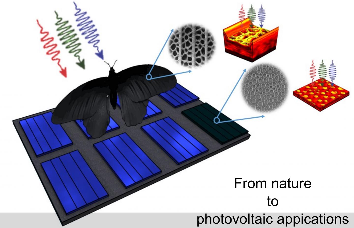 Black Butterfly Wings Can Help Improve Solar Cell Function (8 of 9)