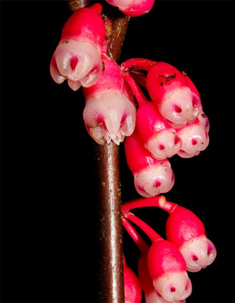 <i>Psammisia sophiae</i>