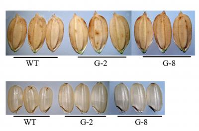 Scientists Identify Gene that May Contribute to Improved Rice Yield