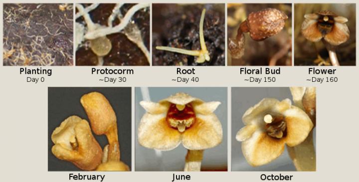 Gastrodia Orchid Growth in a Cultivation Kit