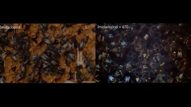 Bees Exposed to Neonicotinoids