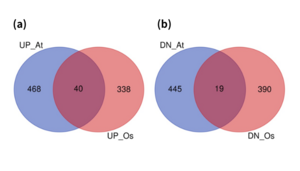 Number of upregulated and downregulated genes in hypoxia treatments identified by meta-analysis