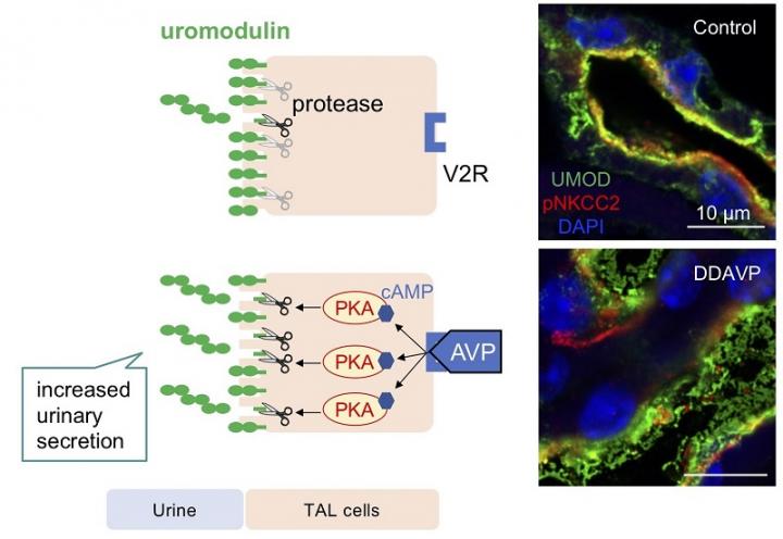 Vasopressin induces urinary uromodulin secretion by activating protein kinase A