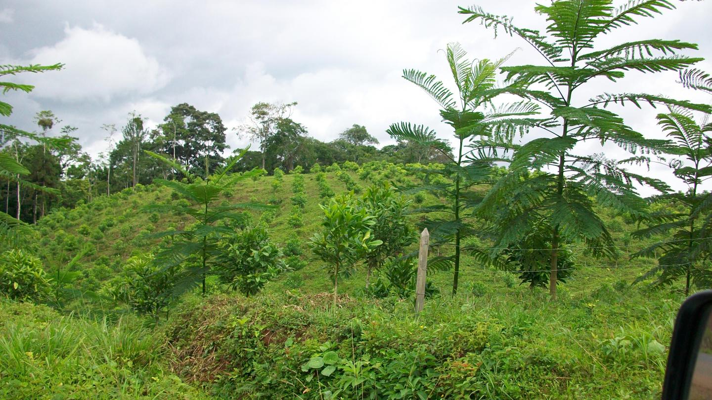 Young Tree Plantation, Costa Rica