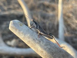 Melanoplus kendalli