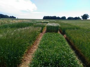 Barley plants fine-tune their root microbial communities through sugary secretions