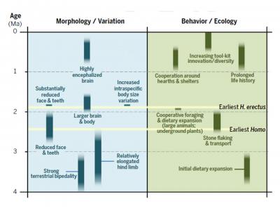 Early Human Traits Not Delivered in Single Package (3 of 3)