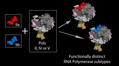 Protein Subunits
