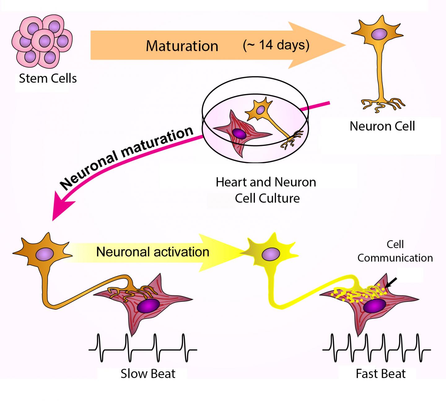 Nerve Cell-Heart Cell Connections Benefit Both Types of Cells