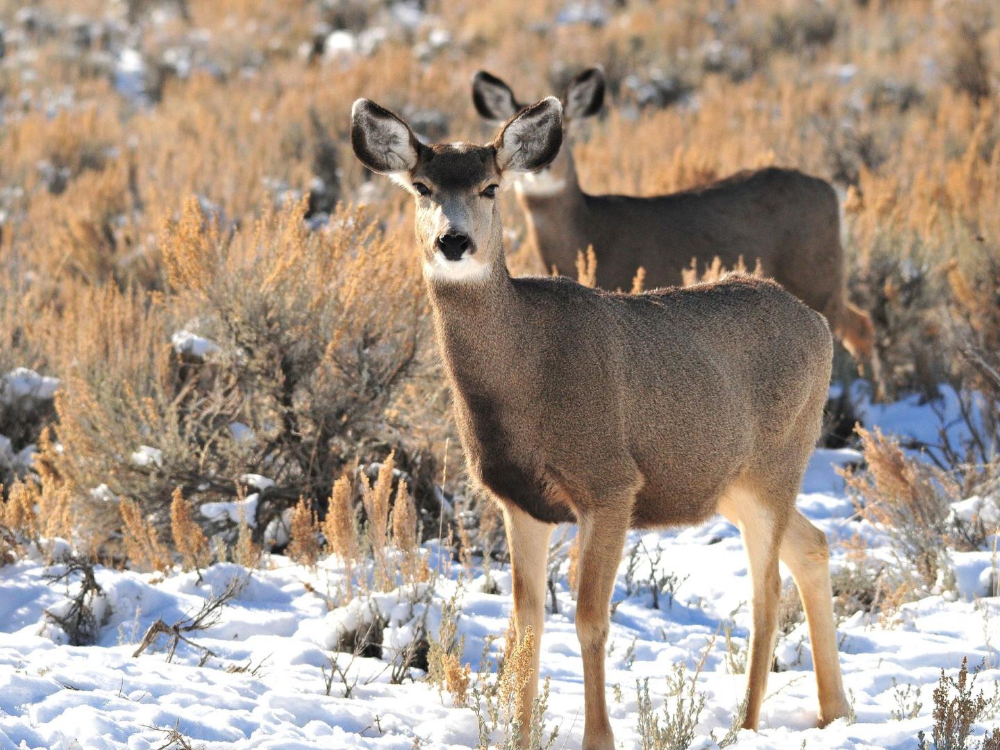 Migrating Mule Deer