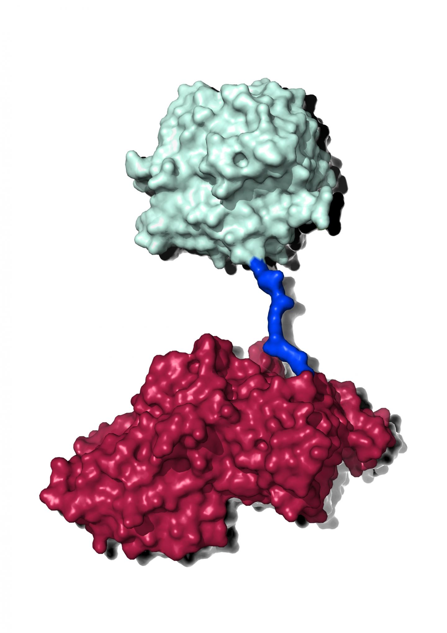 A Model of the Chimeric MHETase:PETase Enzyme