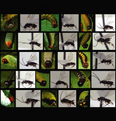 Wasps and Caterpillars