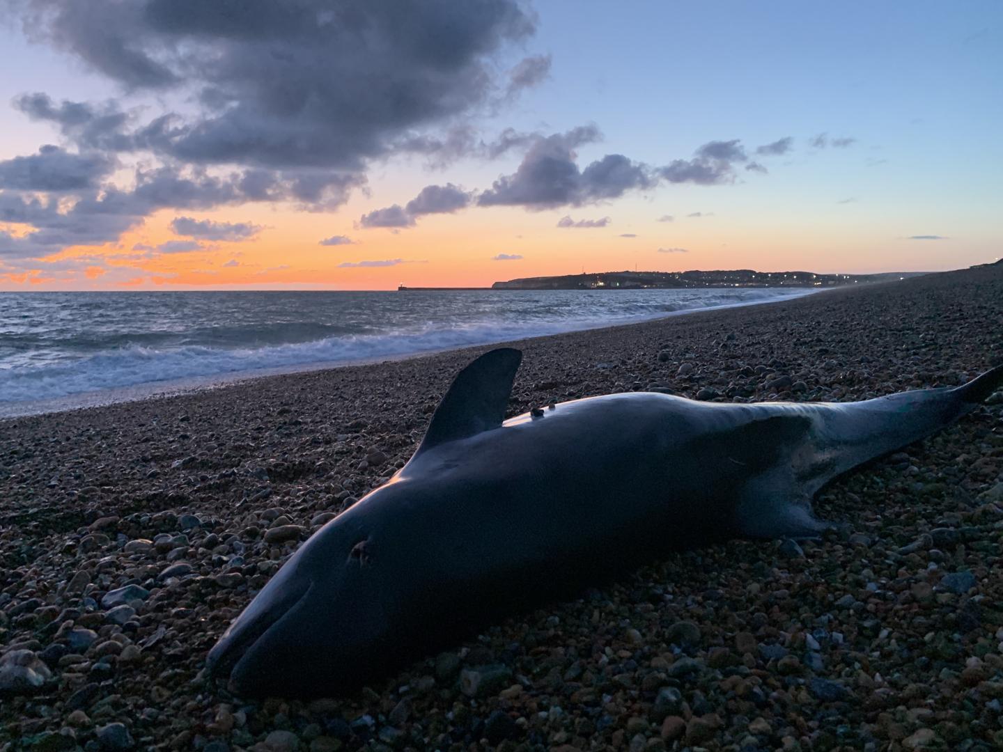 Harbour Porpoise at Seaford