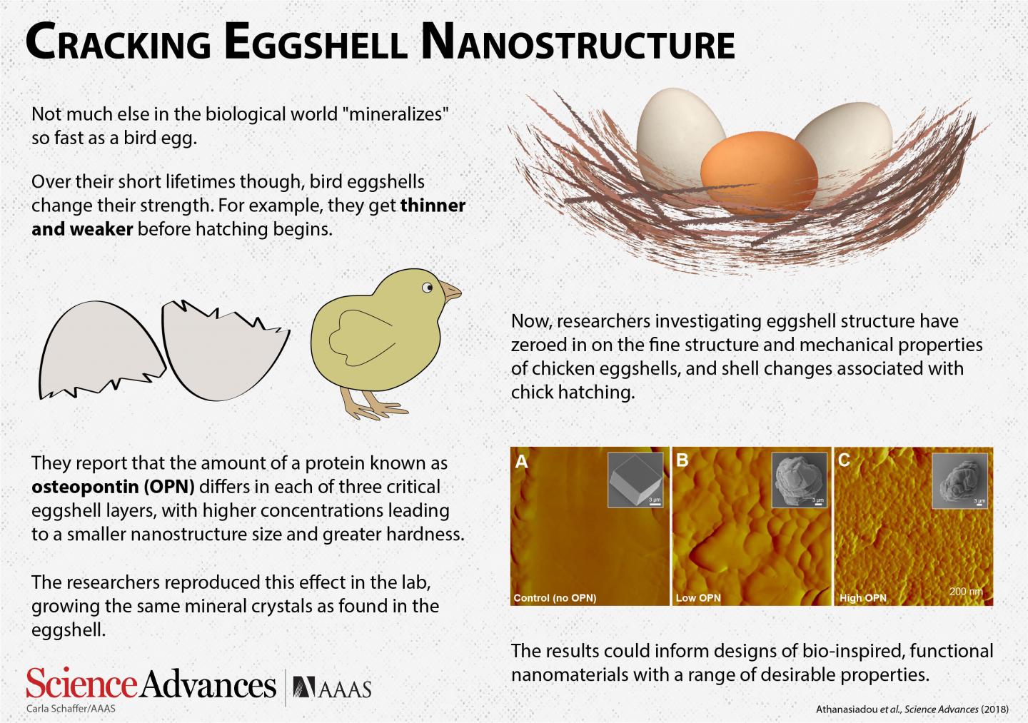 Cracking Eggshell Nanostructure