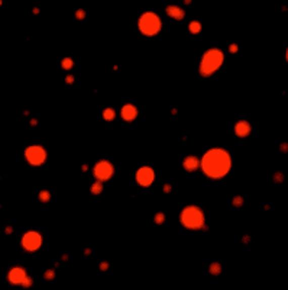 Cisplatin Concentrating in MED1 Droplets in Vitro