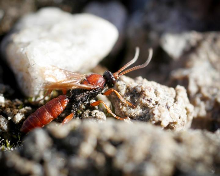 Parasitoid Wasp