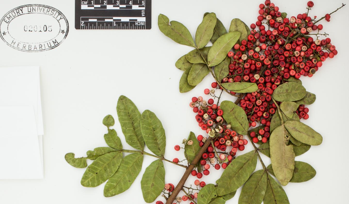 Brazilian Peppertree