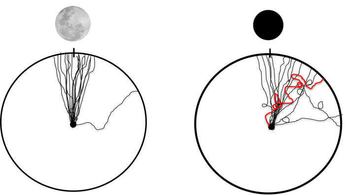 Circling During Seafinding