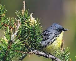 Kirtland's Warbler