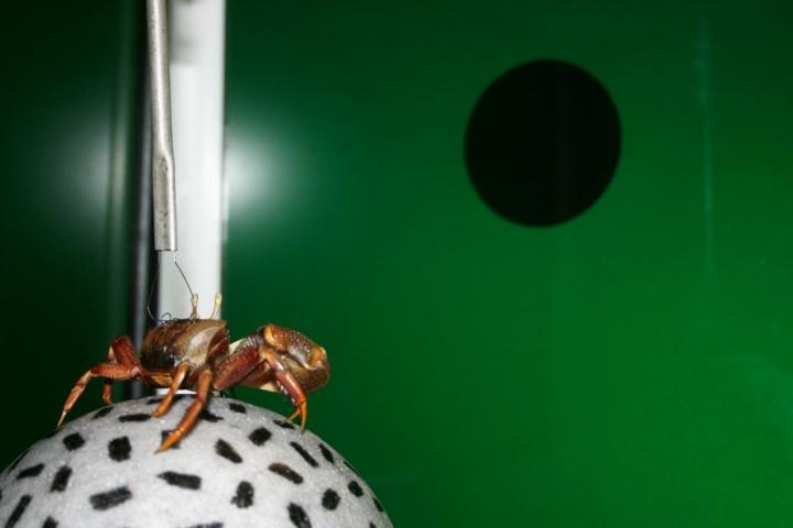 A Fiddler Crab Using a Crab Treadmill