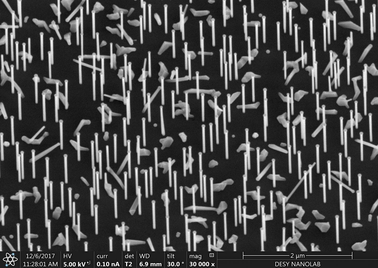Nanoforest: Nanowires on a Silicon Wafer as Recorded at the DESY NanoLab
