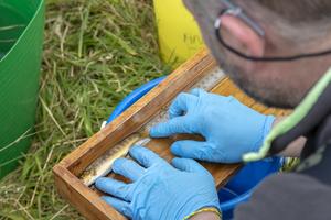 Measuring a brown trout