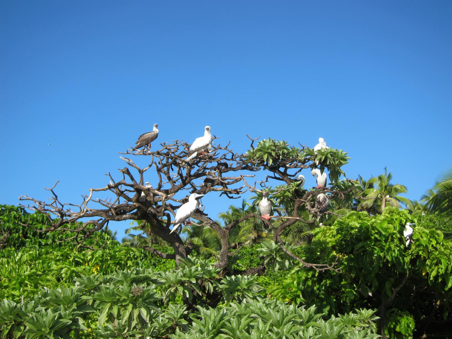 Red Footed Boobys roosting on a rat free island in the Indian Ocean