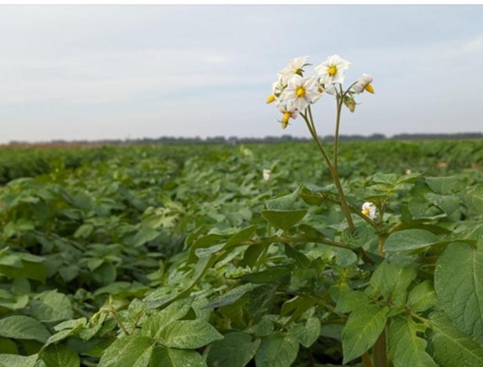 Final stages of the growing season of RumaFeed varieties