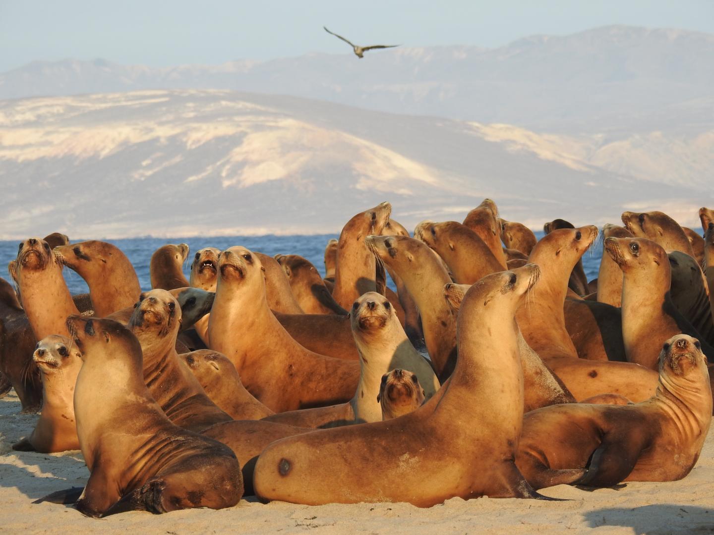 California Sea Lion Rookery