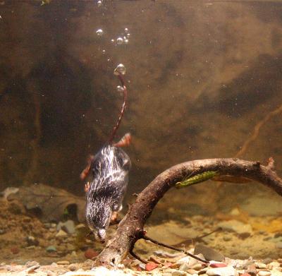 American Water Shrew (2 of 2) [IMAGE] | EurekAlert! Science News Releases